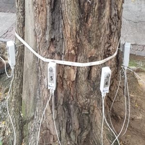 Tomografia de Árvores